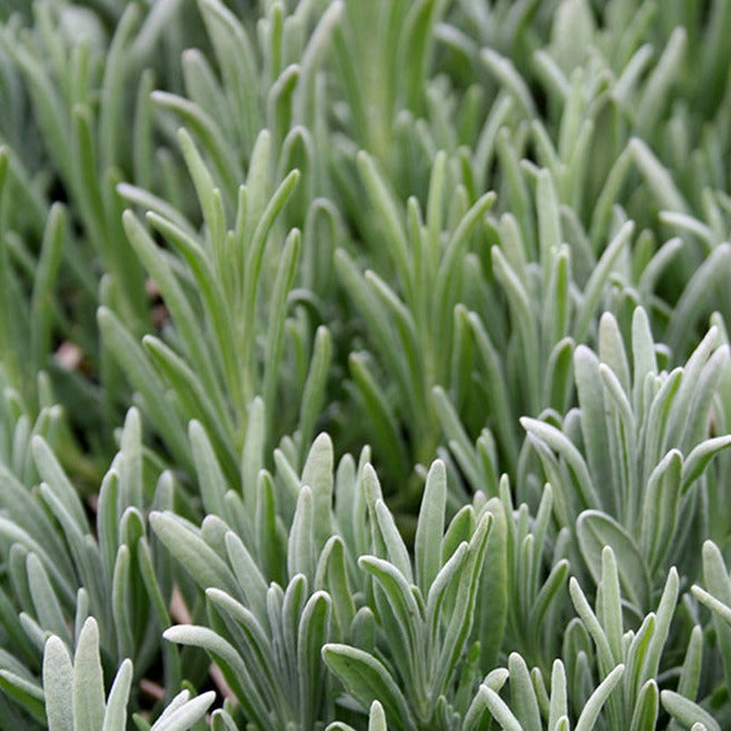 Lavandula ang. Edelweiss