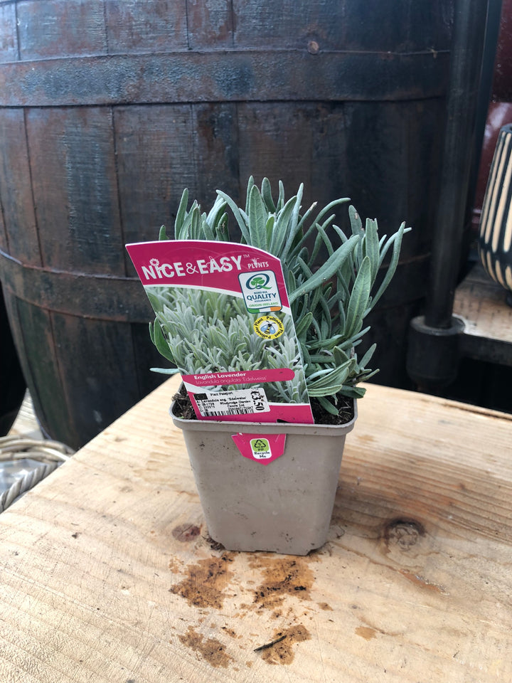 Lavandula ang. Edelweiss