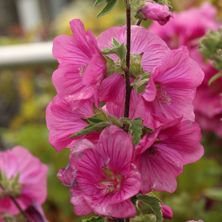 LAVATERA BURGUNDY WINE