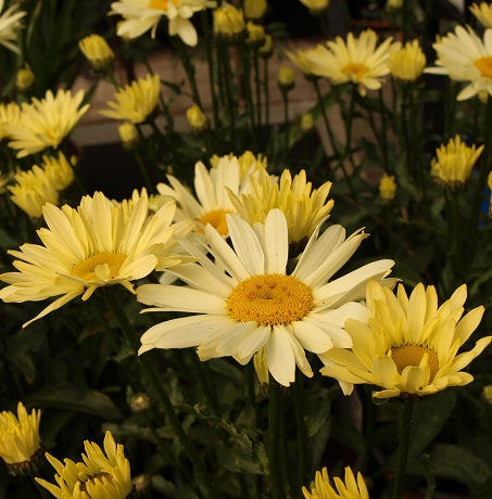 Leucanthemum Banana Cream 2L - Herbaceous - Windyridge Garden Centre