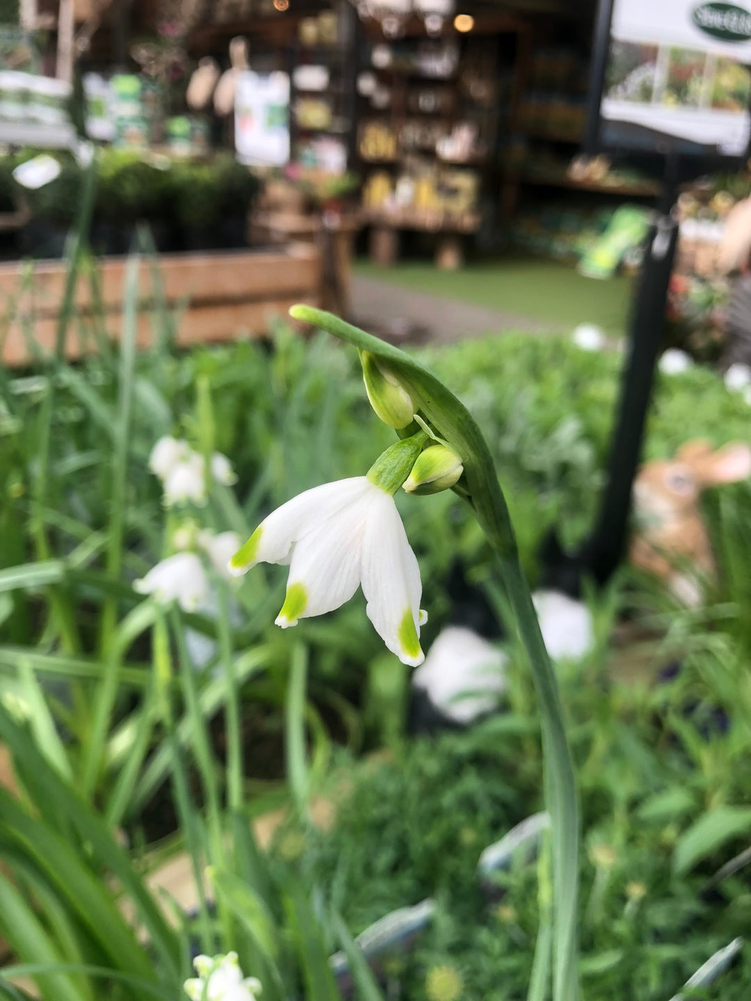 Leucojum aestivum Gravetye Giant