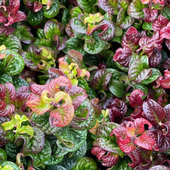 Leucothoe-axillaris-Curly-Red-Leaf-1