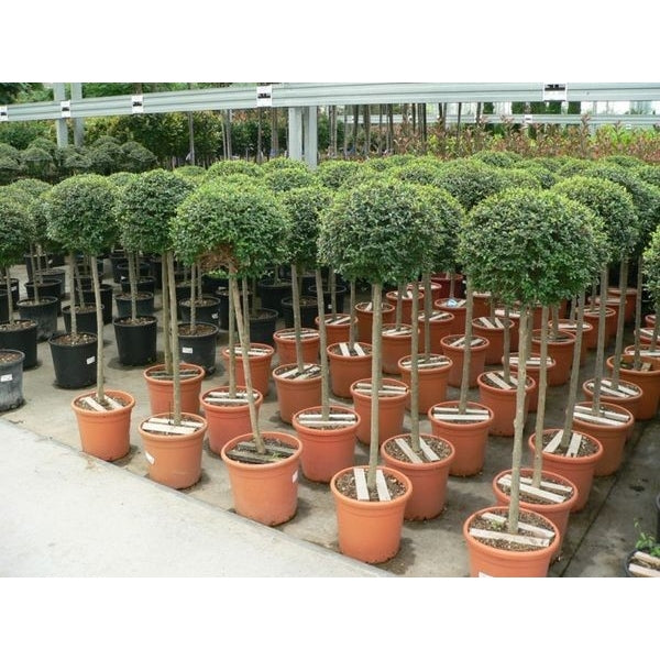 Ligustrum Jonandrum Clt 18 Vaso Rosso   Chioma 30 - 40 Cm 1/2 Std - Standard Trees And Topiary - Windyridge Garden Centre