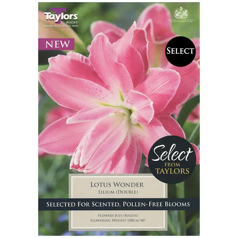 Lilium Lotus Wonder X 3 - Bulbs - Windyridge Garden Centre