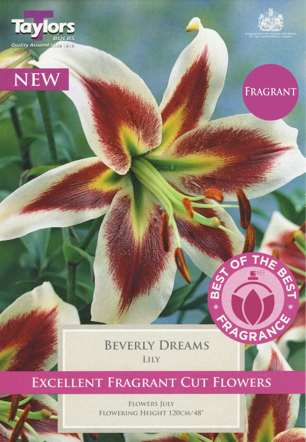 2 LILY BEVERLY DREAMS 18-20