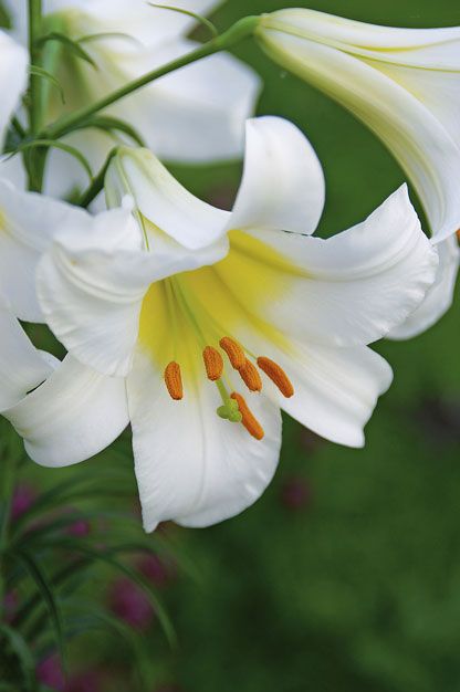 LILIUM REGALE X 3