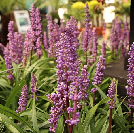 money maker flower plant Buy Liriope Musc. Money Maker Online