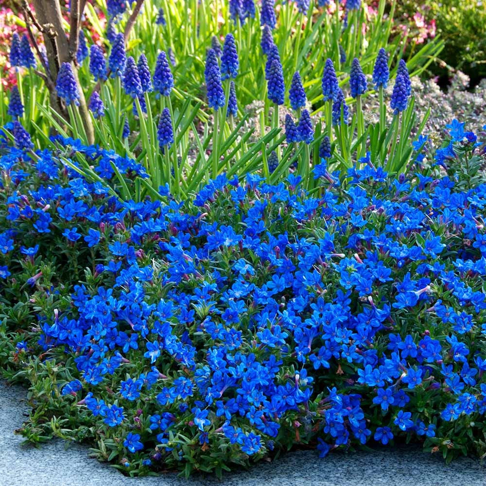 Lithodora D. Grace Ward - Shrubs - Windyridge Garden Centre