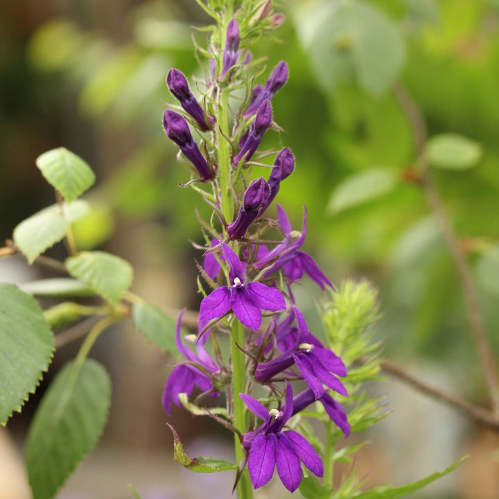 Lobelia Starship Blue
