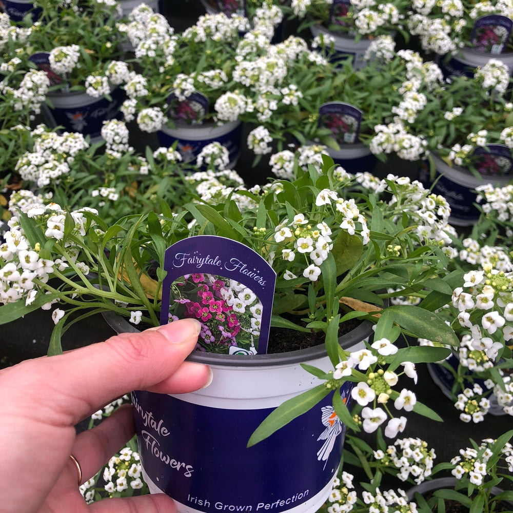 Lobularia White 1L - Bedding - Windyridge Garden Centre