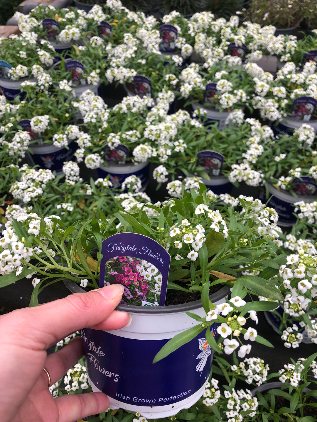 Lobularia white 1L