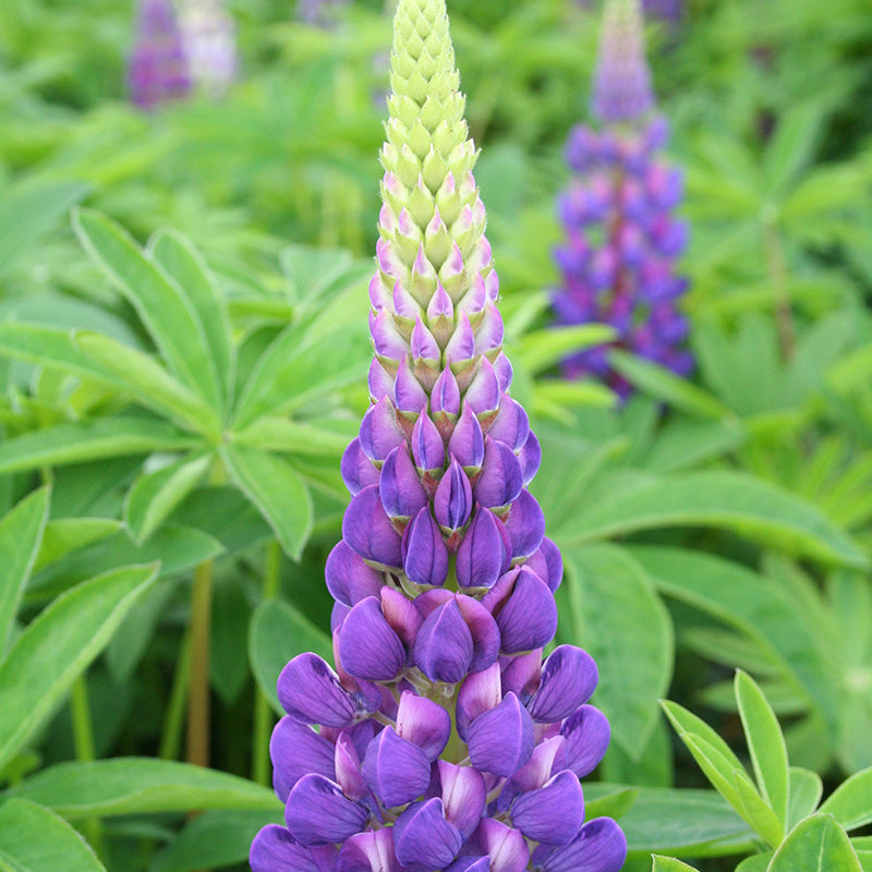 Lupinus Gallery Blue