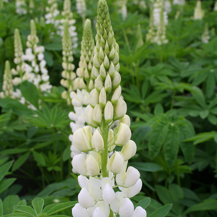 Lupinus Gallery White