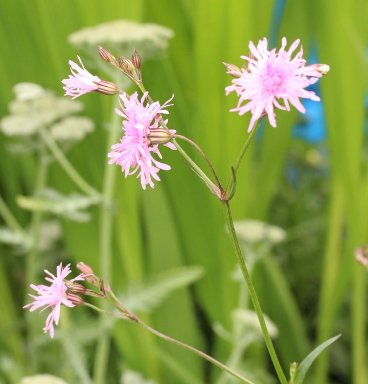 Lychnis   Petite Jenny