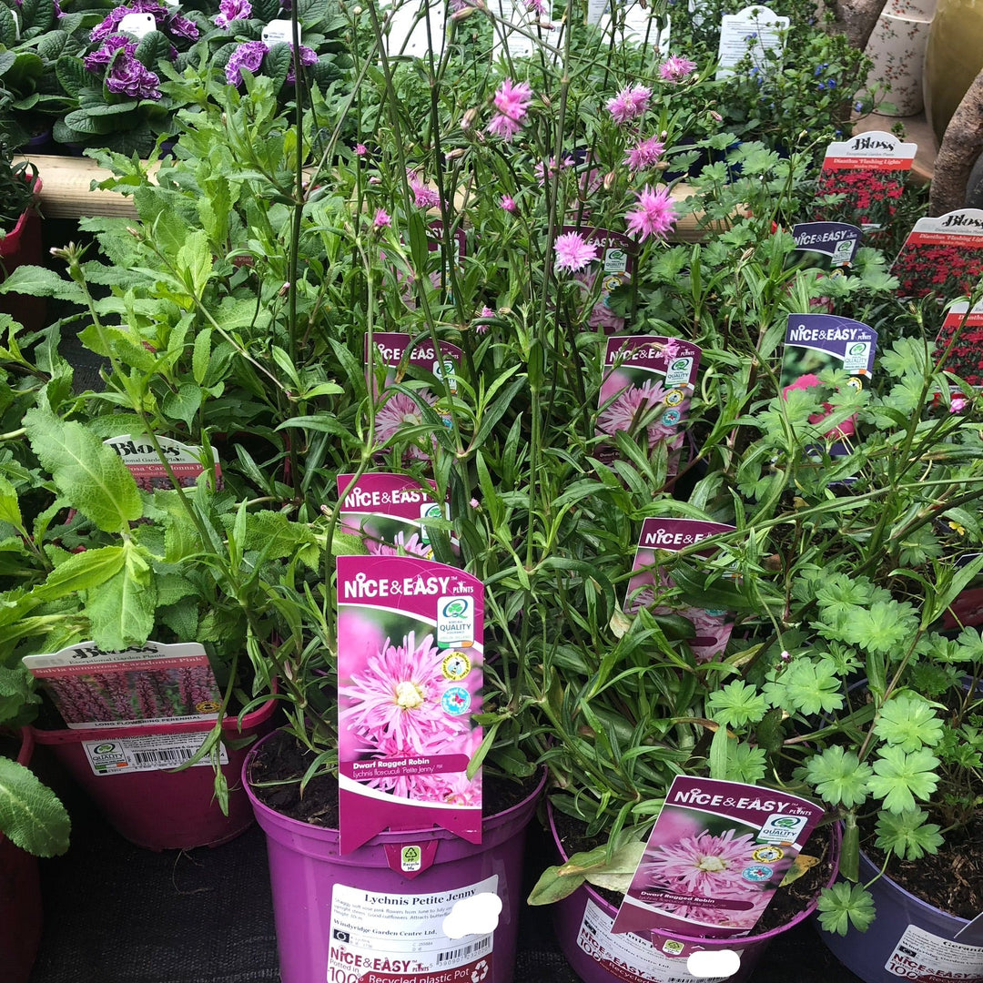 Lychnis Petite Jenny