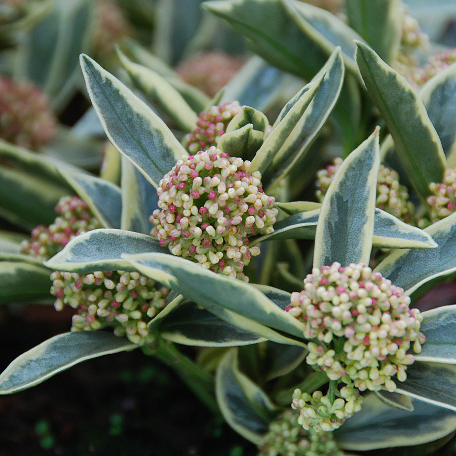 SKIMMIA JAPONICA MAGIC MARLOT - Shrubs - Windyridge Garden Centre