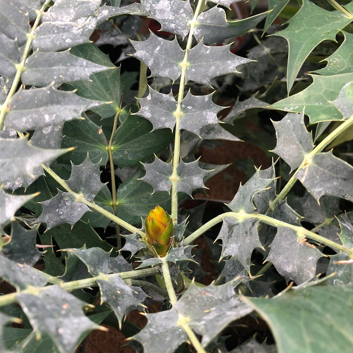 Mahonia A X Media Charity - Shrubs - Windyridge Garden Centre