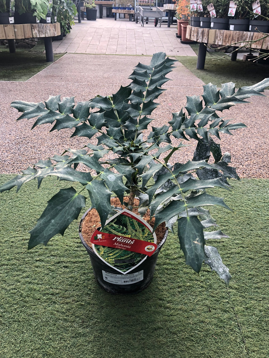 Mahonia A X Media Charity - Shrubs - Windyridge Garden Centre