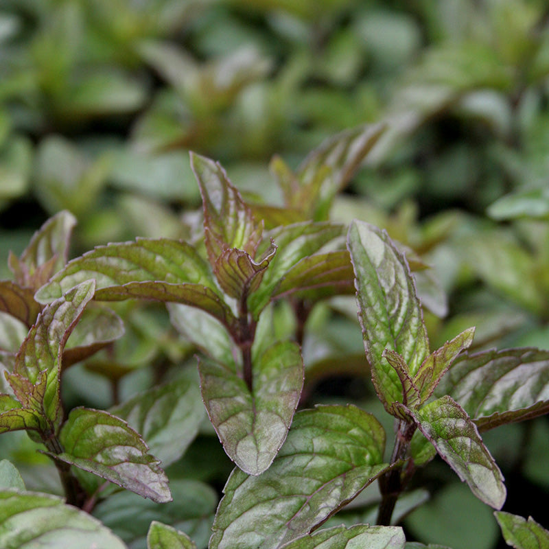 Mint, Chocolate