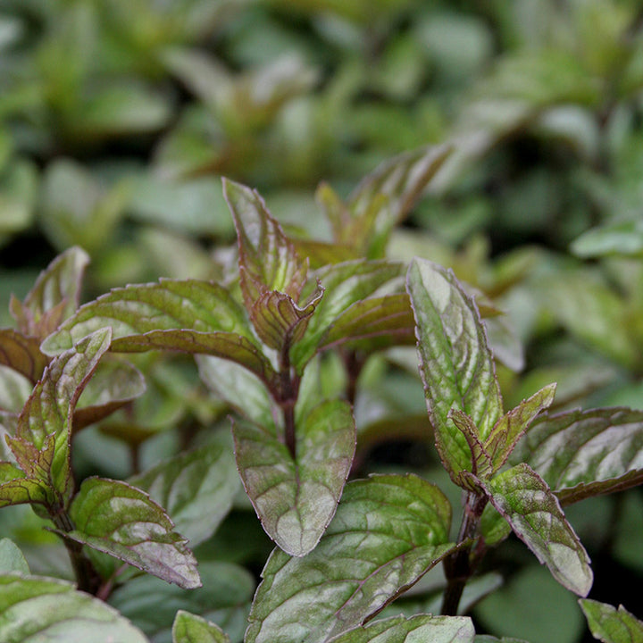Mint, Chocolate