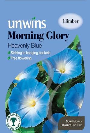 Morning Glory Heavenly Blue