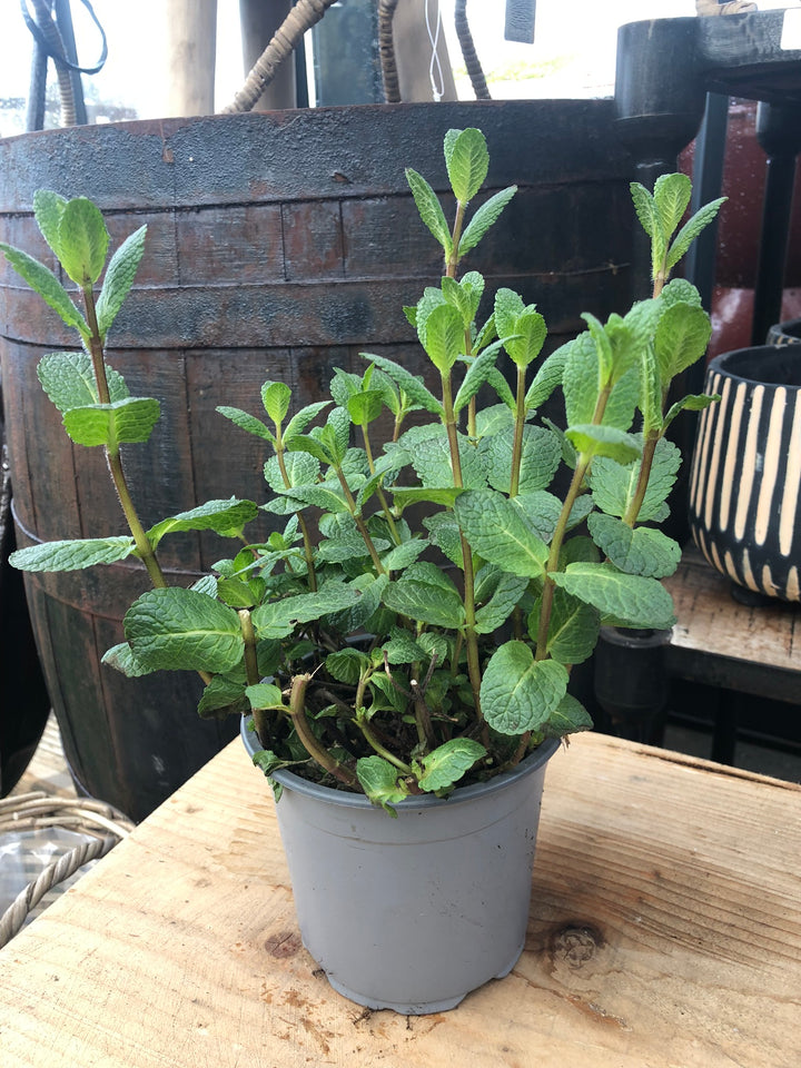 Mentha spicata Maroccan