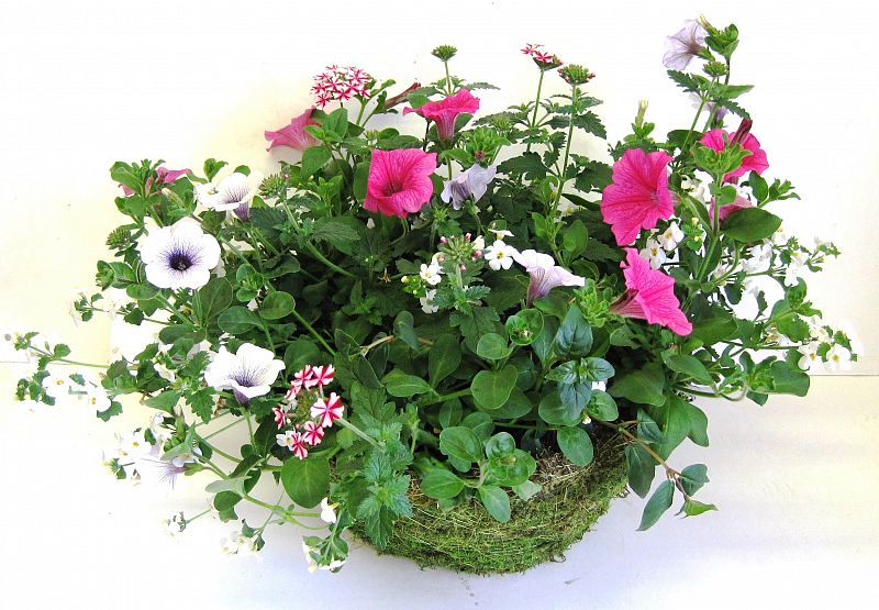 Moss Hanging Basket - Baskets - Windyridge Garden Centre