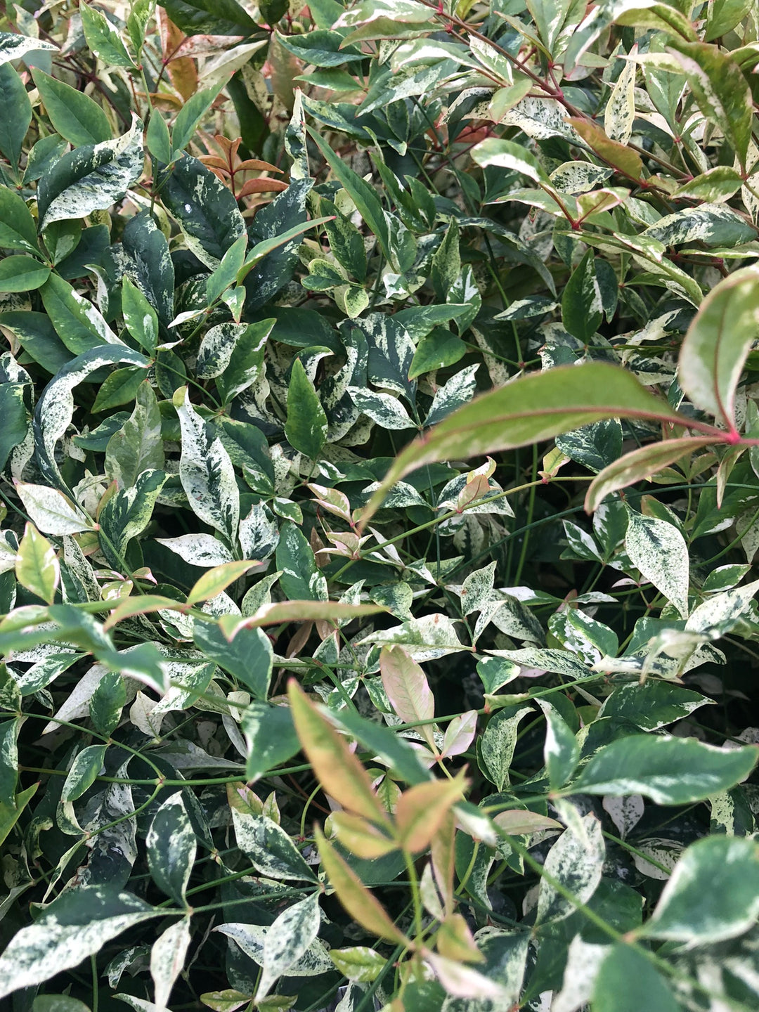 Nandina dom. Twilight  3 Ltr pot