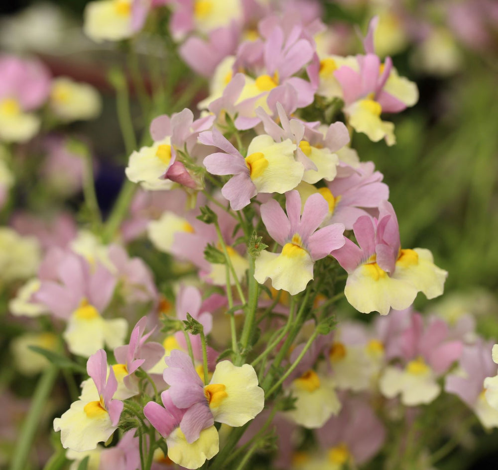 Nemesia Pink Lemonade - Herbaceous - Windyridge Garden Centre