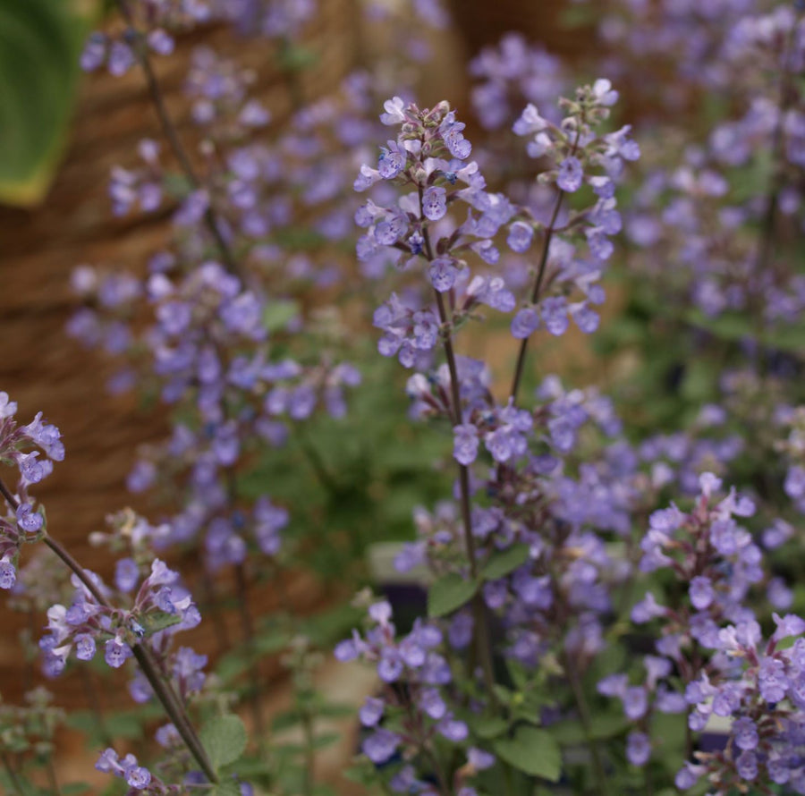 Nepeta-Mussinii-Purrsian Blue-Plant