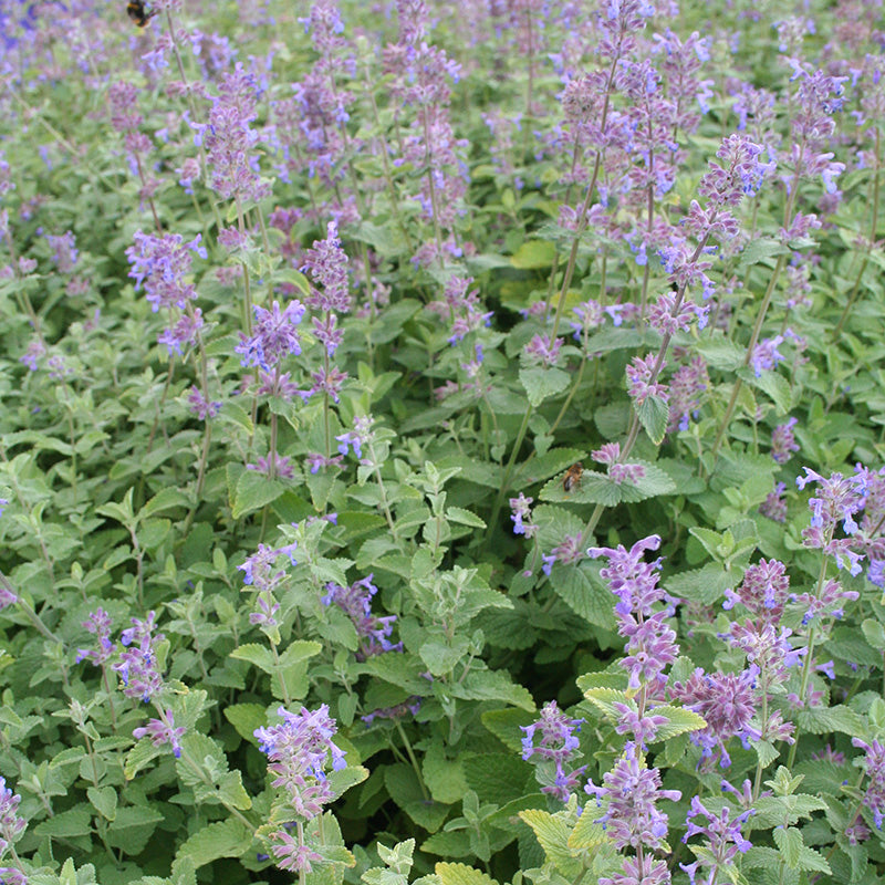 Catmint Nepeta x faassenii (2Ltr Pot)