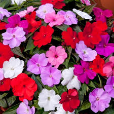 New Guinea Busy Lizzie - Bedding - Windyridge Garden Centre