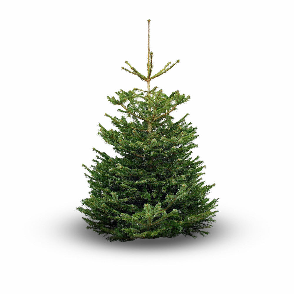 Real Christmas Tree Premium Nordman Fir White Tag 10Ft-12Ft (300-365Cm) - Real Christmas Trees - Windyridge Garden Centre