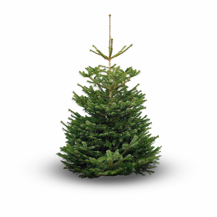 Real Christmas Tree Premium Nordman Fir White Tag 10Ft-12Ft (300-365Cm) - Real Christmas Trees - Windyridge Garden Centre