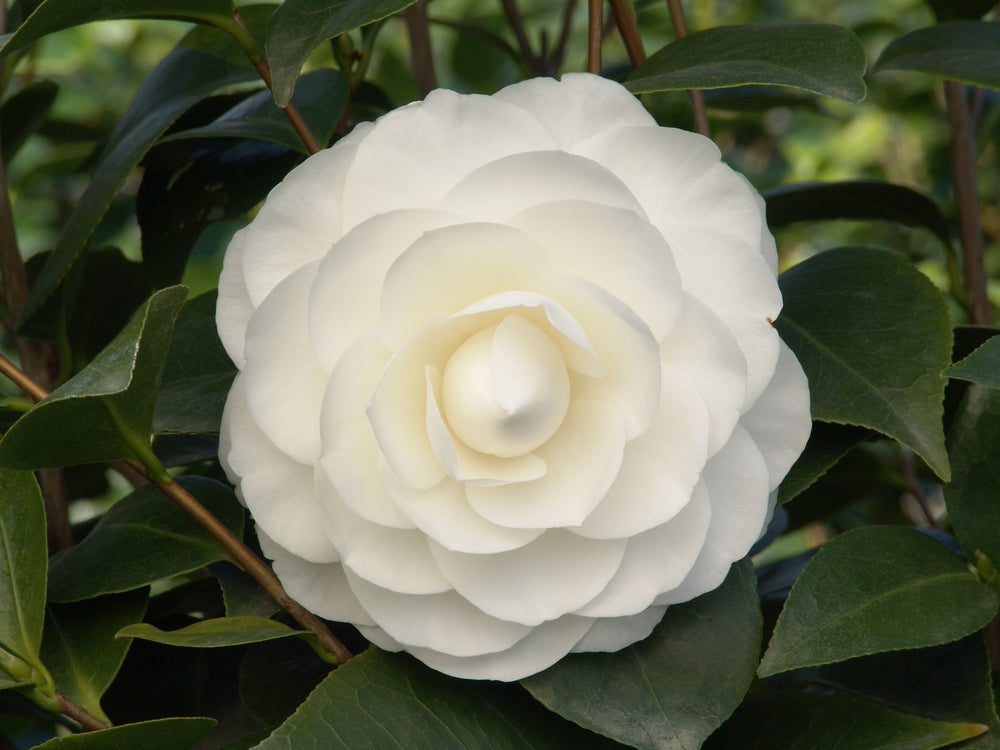 Camellia Jap. Nuccios Gem - Shrubs - Windyridge Garden Centre