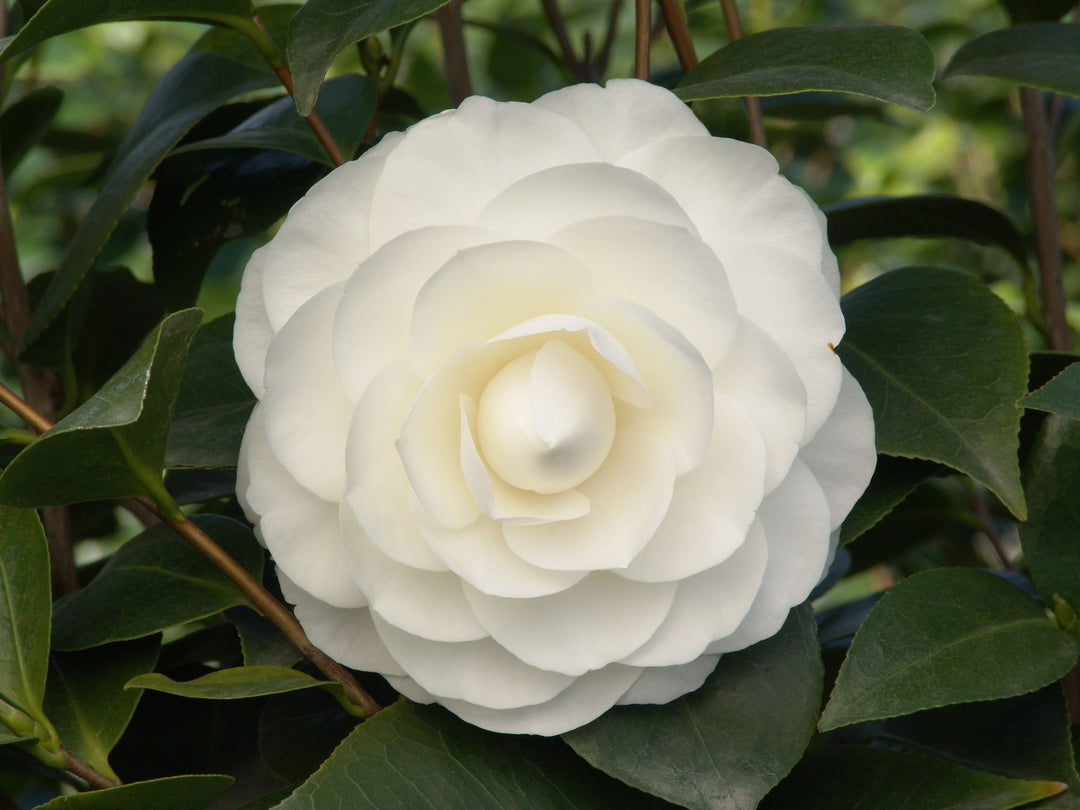Camellia Jap. Nuccios Gem - Shrubs - Windyridge Garden Centre