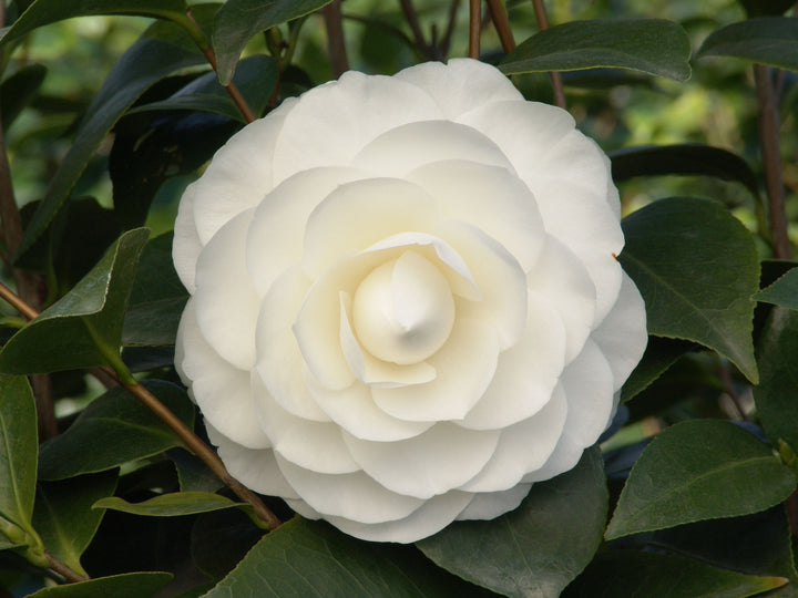 Camellia Jap. Nuccios Gem - Shrubs - Windyridge Garden Centre