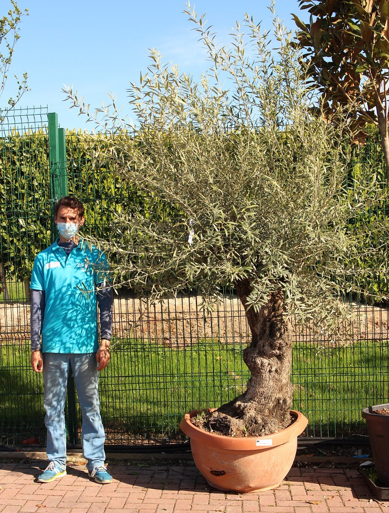 Olea Europea In Cvs Ciotola Diam. 90 Cm Clt 160   Circ. Tr. 100 - 140 Cm  1/2 Std   Bonsai - Grow Your Own - Windyridge Garden Centre