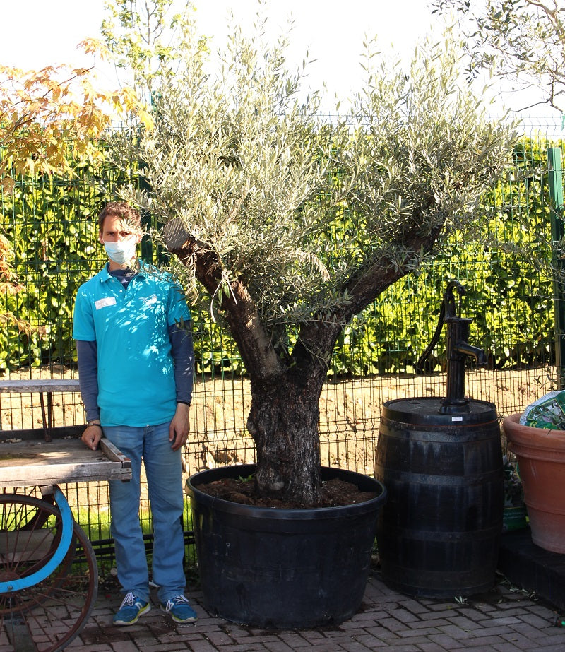 Olea Europea In Cvs Clt 230 / 285   Circ. Tr. 90 - 100 Cm  1/2 Std   Multitesta Bonsai - Grow Your Own - Windyridge Garden Centre
