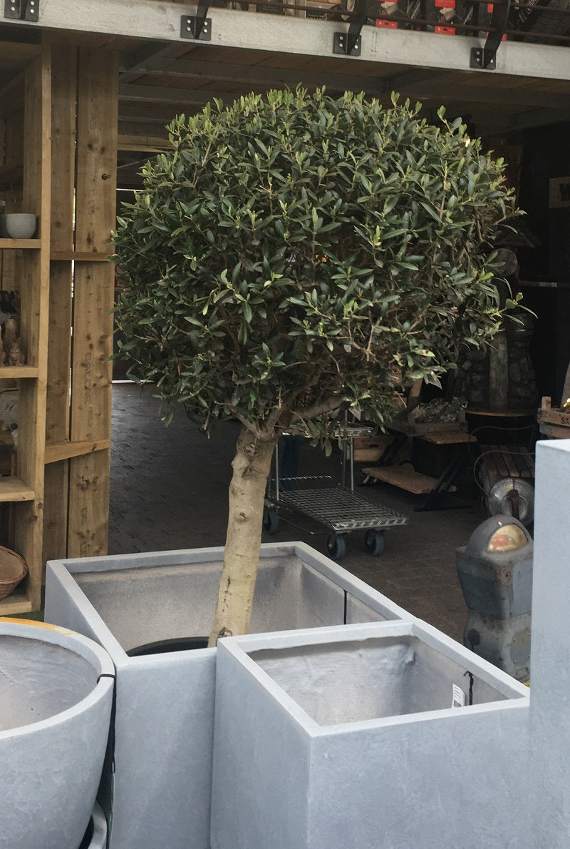 Olea Europaea - Grow Your Own - Windyridge Garden Centre