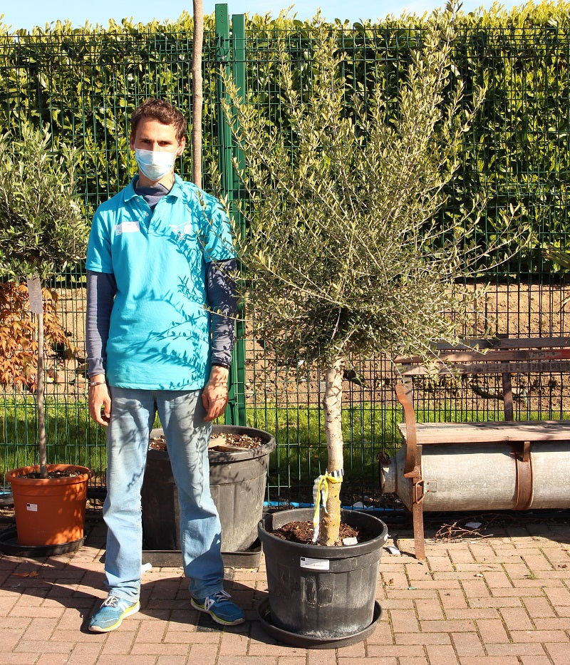 Olea Europaea - Grow Your Own - Windyridge Garden Centre