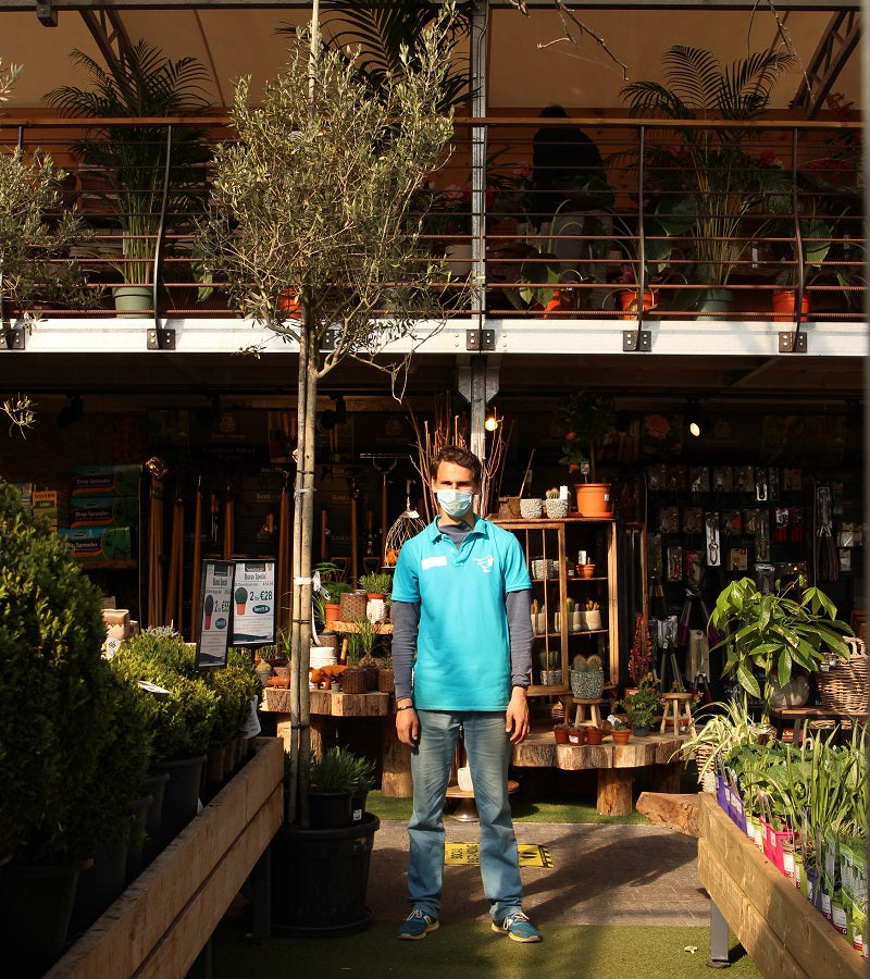 Olea Europea In Cvs Clt 70   Circ. Tr. 14 - 16 Cm  Std - Grow Your Own - Windyridge Garden Centre