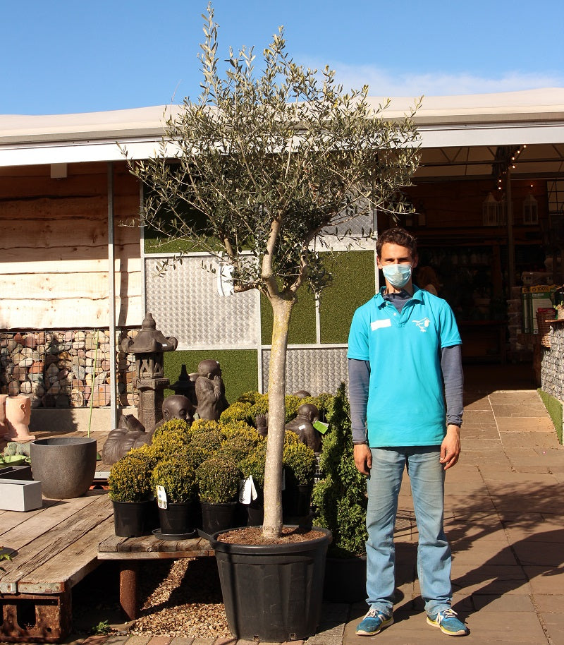 Olea Europaea - Grow Your Own - Windyridge Garden Centre
