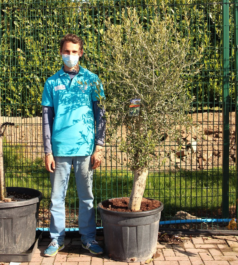 Olea Europea In Cvs Clt 110 / 150   Circ. Tr. 20 - 25 Cm  1/2 Std - Grow Your Own - Windyridge Garden Centre