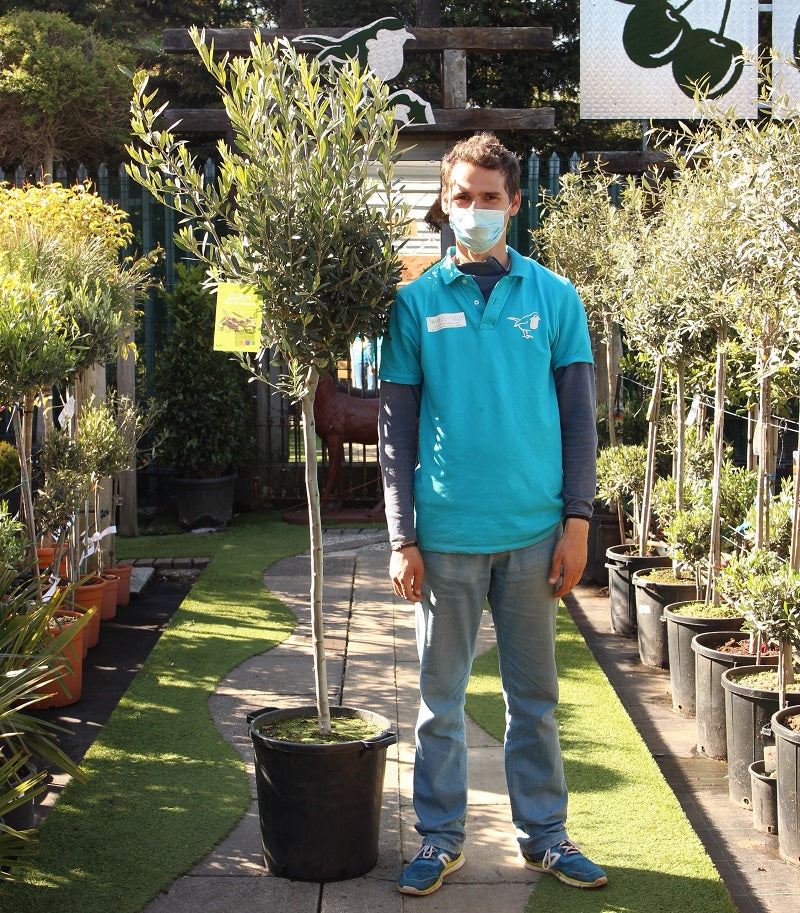 Olea europaea P40, 170 cm - Grow Your Own - Windyridge Garden Centre