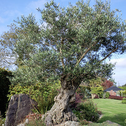Olea Europaea - Grow Your Own - Windyridge Garden Centre