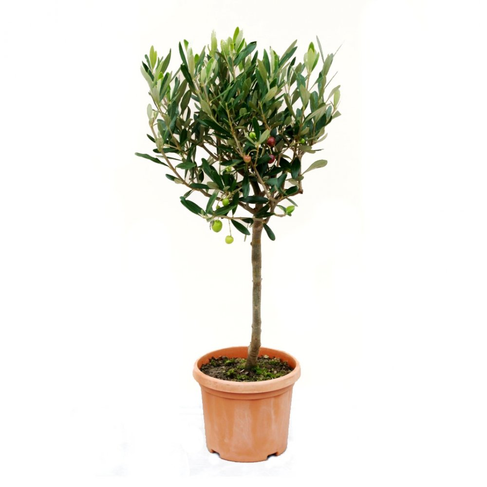 OLEA EUROPEA IN CVS CLT 5 / 7     1/4 STD