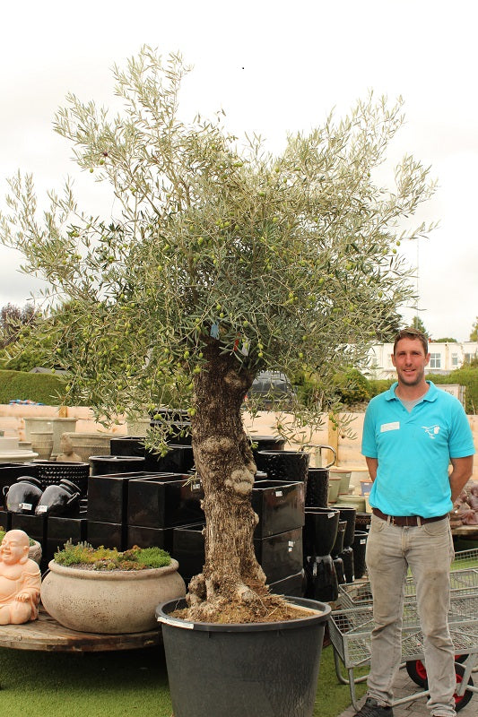 Olea Europaea - Grow Your Own - Windyridge Garden Centre
