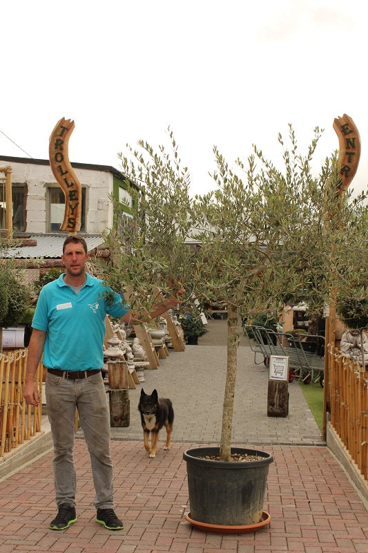 Olea Europea In Cvs Clt 50   Circ. Tr. 16 - 18 Cm  1/2 Std   Testa Forma Libera - Grow Your Own - Windyridge Garden Centre