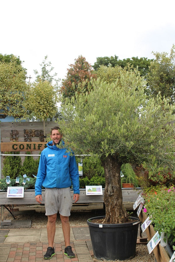 Olea Europaea - Grow Your Own - Windyridge Garden Centre